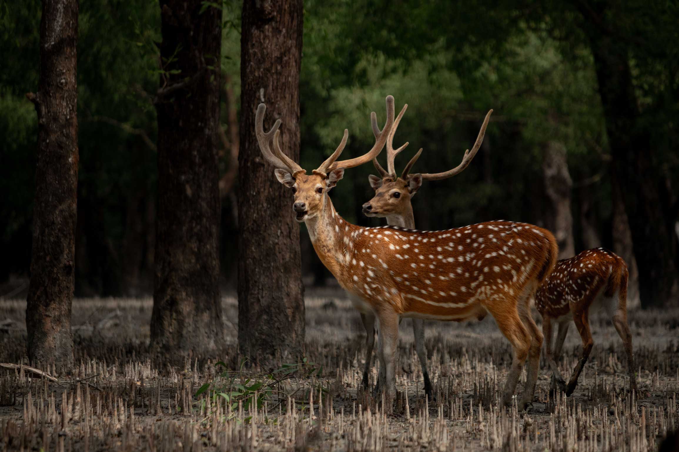 Sundarbans mangrove waterways