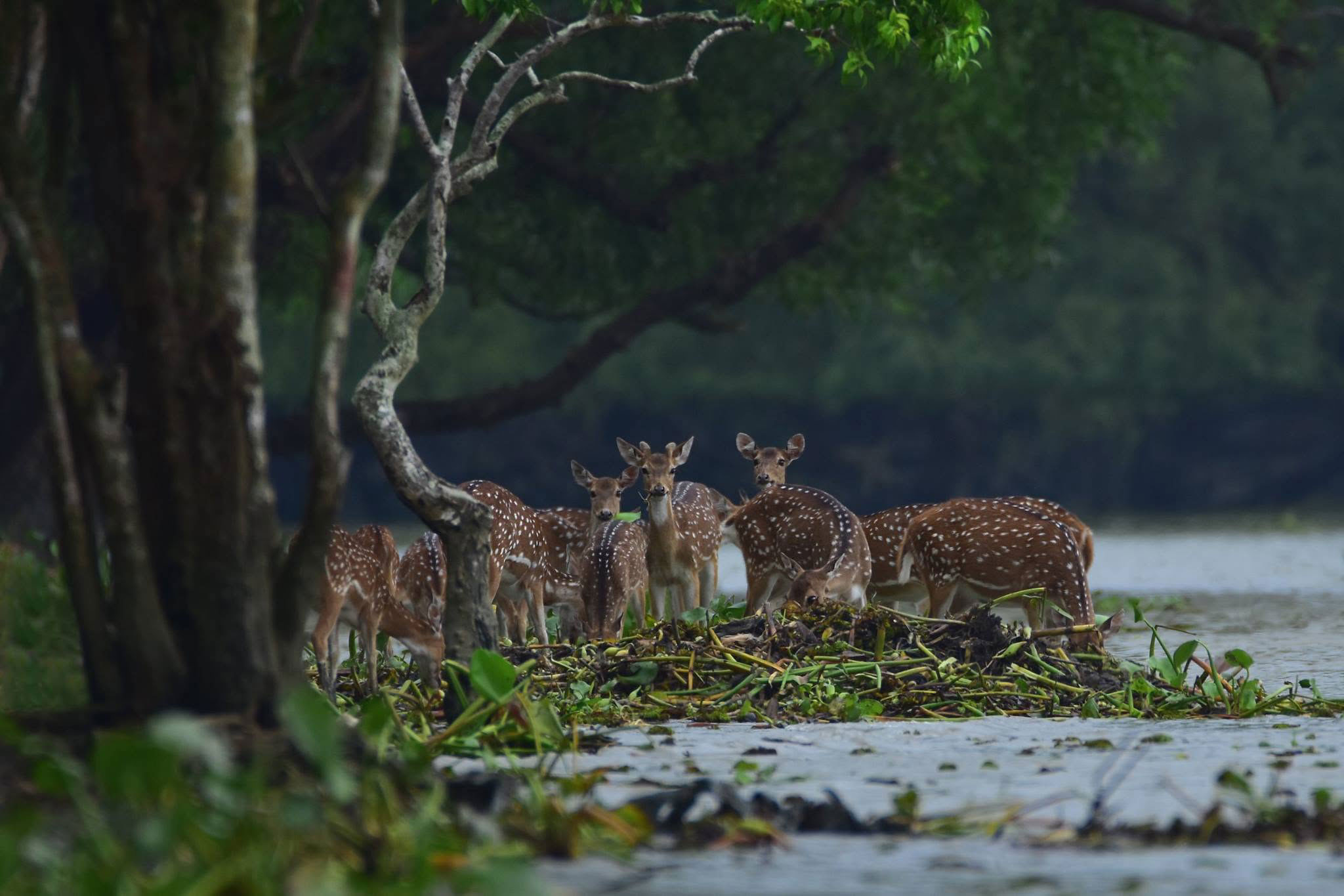 Boat traveling through the Sundarbans mangrove waterways in Bangladesh